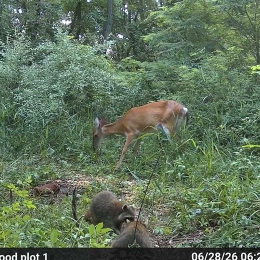“The deer and the bear, there working together”- Open Season