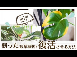 [Reviving houseplants!] How to revive weakened plants