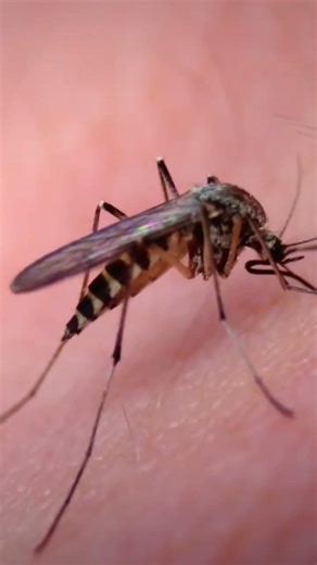 les insectes disparaissent ! viens voir l'épisode 4 du podcast pour tout comprendre