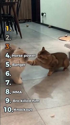 10 Knockout Cats You Have to See 🤯