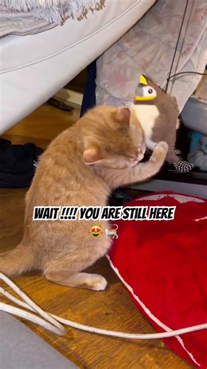 If Malus Made You Smile… Will You Hit the Buttons? 🐱❤️