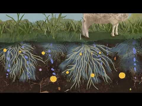 Water in healthy landscapes 5: Soil Infiltration