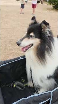 Rough Collie Bevan's Last Walkies - He passed on 30/07/2026
