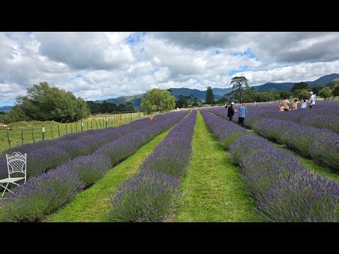 Different Types of Lavender Varieties You Should Know