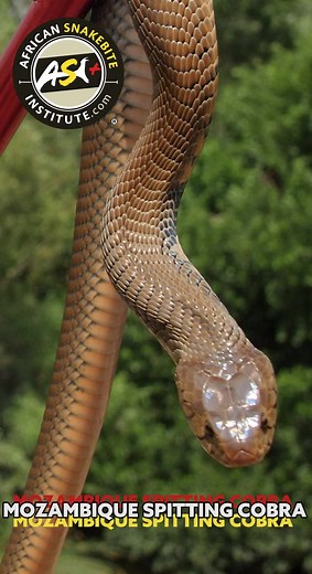 The Mozambique Spitting Cobra (Naja mossambica), also known as the M'Fezi, occurs from the KZN south coast northwards into Swaziland, Mozambique, Mpumalanga, Gauteng, Limpopo, Northwest and further northward into Zimbabwe, Botswana and Namibia. It is locally abundant, an active hunter and often ends up in homes where people are bitten while asleep. This is not a case where the snake is accidentally rolled over onto while people are asleep or seeking heat - it is hunting for food and mistaking pe