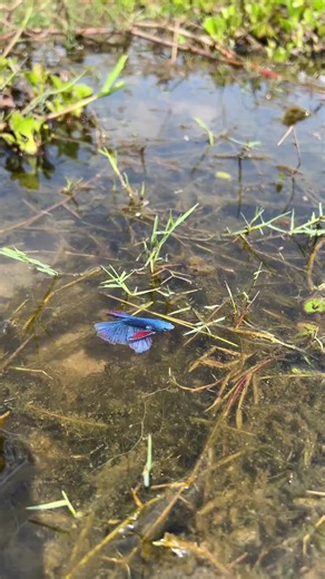 How To Catching Betta Fish In Lake