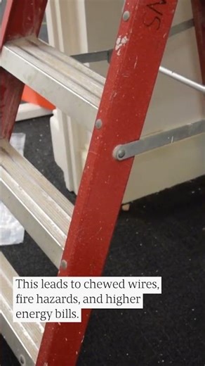 Wildlife Removal: The #1 Costly Mistake Homeowners Make #Shorts