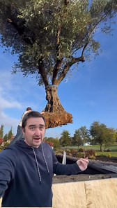 These trees came from Olive city Farms and cost $3500 each That included the tree and delivery. It did not include the crane, install, or the boxes. The boxes and install were significantly more than the trees themselves. | Landscaping With Dylan
