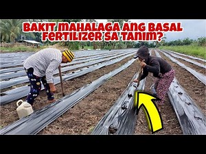 How to Apply Basal Fertilizer After Land Preparation? Panoorin