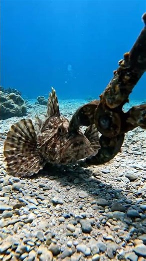 #oceanlife #aquaticlife #fishkeeping #fishcapture #naturelover #exoticfish #fishinglife #fishing