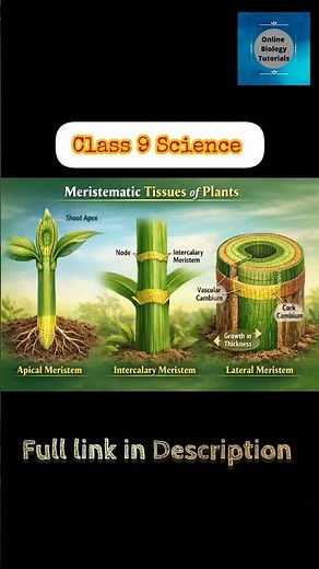 Tissues I Plant Tissues I Meristematic tissues I Science class 9