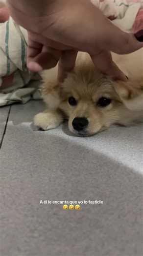 #pomeranian #fyp #cachorros #perros #paratii