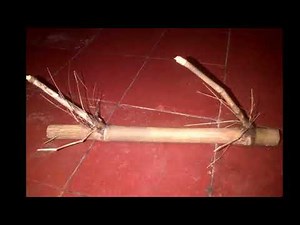 26 macam bambu unik..terkomplit berbagai jenis bambu unik,ដើមឫស្សីភូគីទិញនិងលក់ដើមឫស្សីដើ