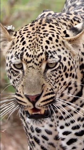 El Guepardo, es el animal terrestre más veloz del planeta