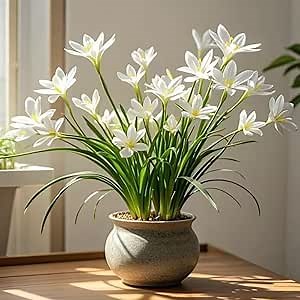 20pcs White snowdrops Bulbs for Planting Now Spring Flowering Bulbs Double Single Collection Pack Wild Daffodil snowdrops Bulbs in The Green