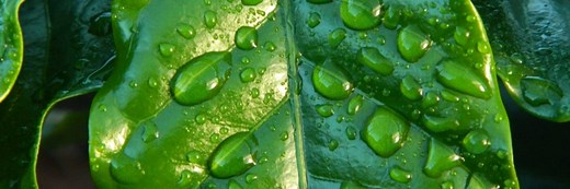 Mehlich 1 e Resina: veja a diferença entre os dois extratores