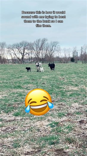 Funny Pregnant Cow Video | Hilarious Mooing Competition