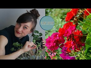 GERANIUMS - pelargonium/how to grow/seeds/germination/overwintering process