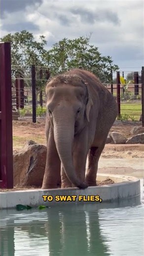 Animals That Outsmart Children With Tools