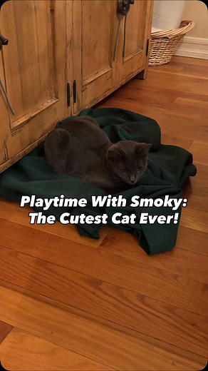 Welcome to Playtime With Smoky! In this episode Smoky will be playing with slinky’s. Watch the whole video to see how long she can keep herself entertained with slinky’s and don’t forget to follow us if you enjoyed this cute cat reel #cat #cutecat #funnycat | Michael Timothy Stocker | Facebook