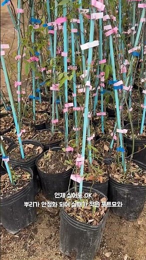 2026 봄 입고 | 골라골라 진행 중! 목향장미! 꼭 나이아가라 폭포를 연상시키는 특별한 수형... 💕💐