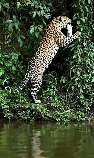 30K views · 391 reactions | Wild Animals on Reels | Facebook