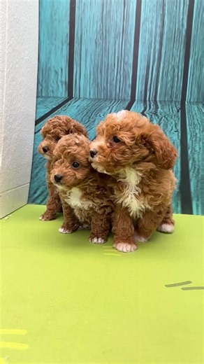 World famous puppies on TikTok