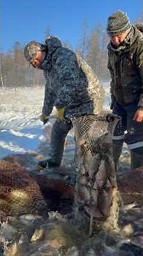 Yakut traditional fishing «Munkha»🐟 / Якутская традиционная рыбалка «Мунха»🐟 #pandasakha #fishing