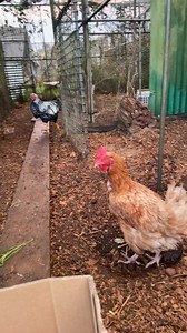 Ever taken a Chick home and found out it has a C0ck 🤣 I did 😆😆😆😆 Bloody Rooster | Lydia Rotary