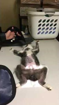 Veterinary Diagnostic Radiology- VD Pelvis view (feline)