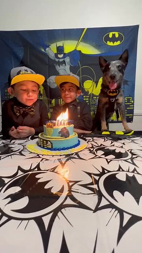 Happiest Birthday Franky 😂 | Super Cattledogs