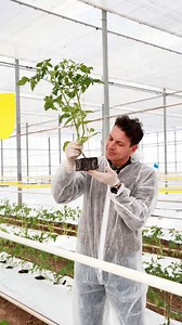 Așa cum v-am spus, începe sezonul 2026 al roșiilor Bio Culture și #TheRadaWay 🍅💪 Un parteneriat pentru sănătate, un parteneriat pentru educație.🌱 Alina Nedelus , împărtășește cu noi câteva informații: de unde vin răsadurile, câte soiuri de roșii vom avea anul acesta și toată munca din spatele gustului pe care îl asteptam.👏😀 Tot timpul #TheRadaWay și 𝐁𝐢𝐨𝐂𝐮𝐥𝐭𝐮𝐫𝐞 – educație prin sport. #BioCulture #BrandRomanesc #EducatieInSport | Ionut Rada