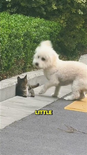 This dog was shocked to find out he was chasing a cat #shorts