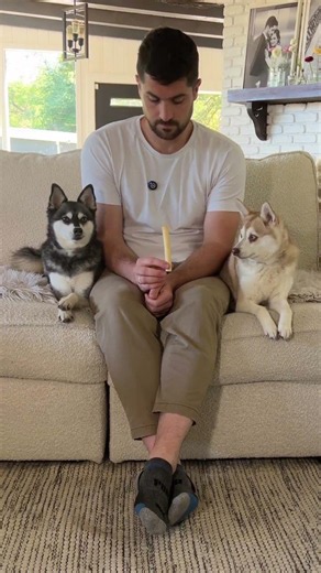 Male vs Female Dogs: Cheese Patience Test 🧀