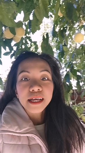 1K views · 47 reactions | Grapefruit is a large, sour-to-semi-sweet citrus fruit that is a hybrid of a pomelo and a sweet orange. #fruits | Miñon Maria | Facebook