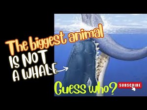 "Meet the Longest Animal on Earth: The Bootlace Worm!"