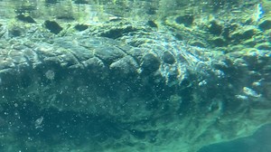 26K views · 278 reactions | Oakland Zoo is home to 3 American Alligators: Ash, Bismark, and Eisenhower. Test your Alligator IQ -- how much do these 3 dudes each weigh? A: 200-220 lbs B: 240-260 lbs C: 280-300 lbs D: 330-350 lbs | Oakland Zoo | Facebook