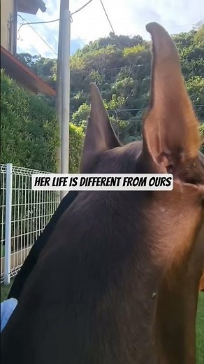 Dobermans are different #Doberman #dogs