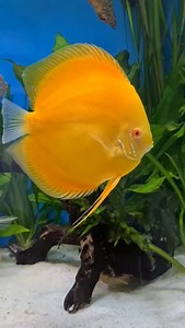 Discus.switch discus fish aquarium on Instagram: "The most beautiful yellow discus fish. Albino Pearl Diamond. #aquarium #fish #fishtank #discus"