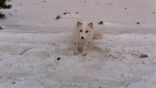 塞罕坝偶遇的小狐狸