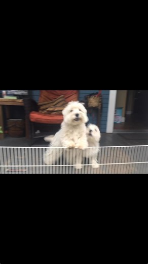 128K views · 6.8K reactions | Piper and Pickles were relieved to see Mama who was only gone five minutes to pick up the mail—this is the response I get every single time I leave them ❤️ # #funnydogsofinstagram #dog #dogsoffacebook #westie #doghumor #dogsandpals #dogsofinstagram #spoileddogs #lovemydog #doglife | The Piper Chronicles | Facebook