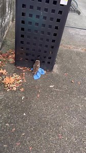 744K views · 1.8K reactions | This chonky boy had too many schooners of bin juice on a Saturday night and needed The Fox to come drizzle dishwashing liquid on his bell-bell and pop him out of his predicament. Not a possum, no. But still not deserving of suffering. | Candice Fox | Facebook