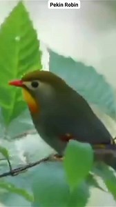 Indahnya nyanyian burung Pekin Robin #reels #birds #singing #nature #sound | Okicau