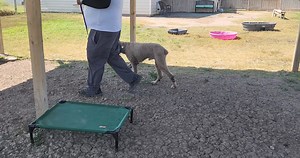 Odin Standard poodle or goldendoodle basic obedience training socialization. By appointment only 956-230-0724 K9consultants4u@gmail.com www.k9consultants.dog | K9 Consultants