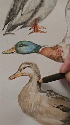 Watch These Ducks Come to Life on Paper!