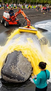 Marine Biologist Saves Whale From Barnacle Nightmare! #whale #rescue #ocean | Vu Visuals