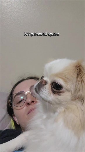 Ms. Fluffy does this when I try to use my phone. Mushu butts in because he wants all the attention. #msfluffythejapanesechin #fluffythejapanesechin #mushuthepekingese #pekingese