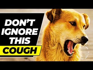 😨 Kennel Cough in Dogs? Try These Easy Home Treatments! 🏥🐕