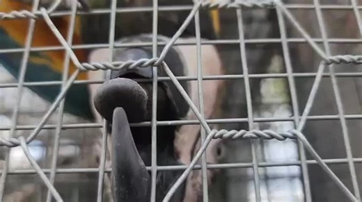 Freaky Bird Moments That Will Make You Laugh