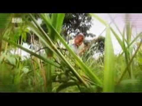 Giant python swallows boy